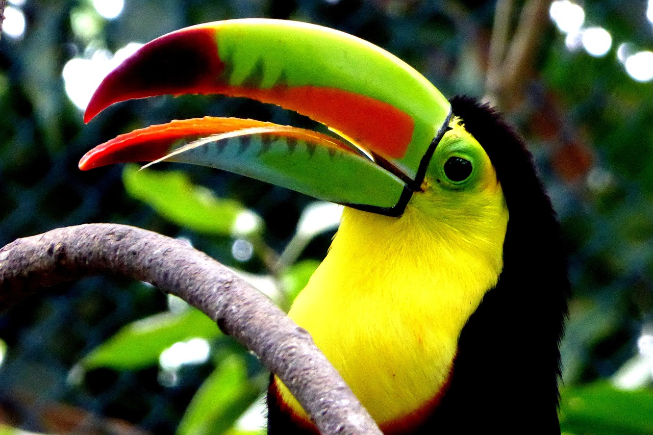 tucán en la selva del amazonas en colombia