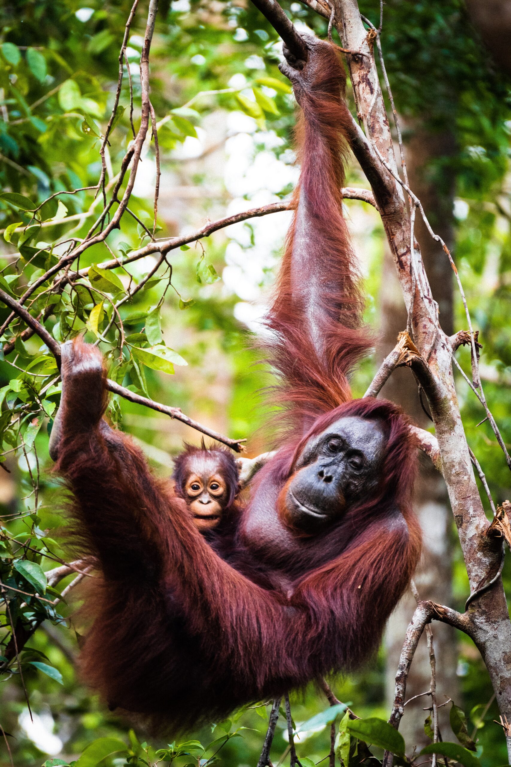 orangutanes en la selva de Borneo