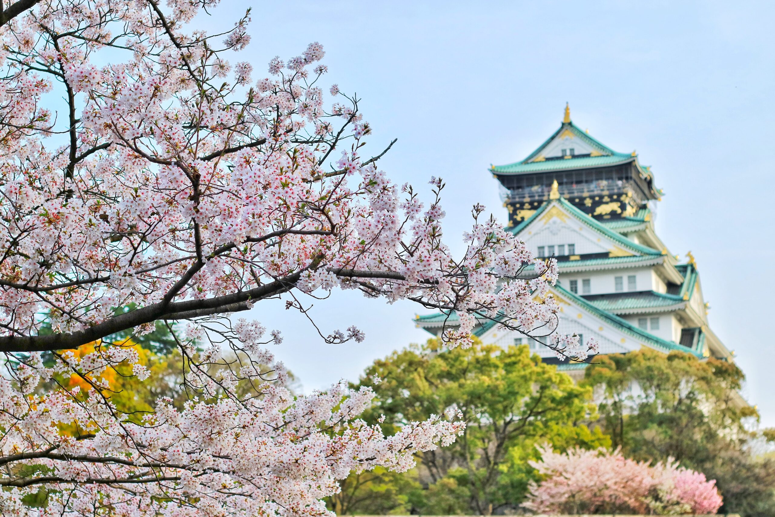 castillo de Osaka en Japón entre árboles de cerezo