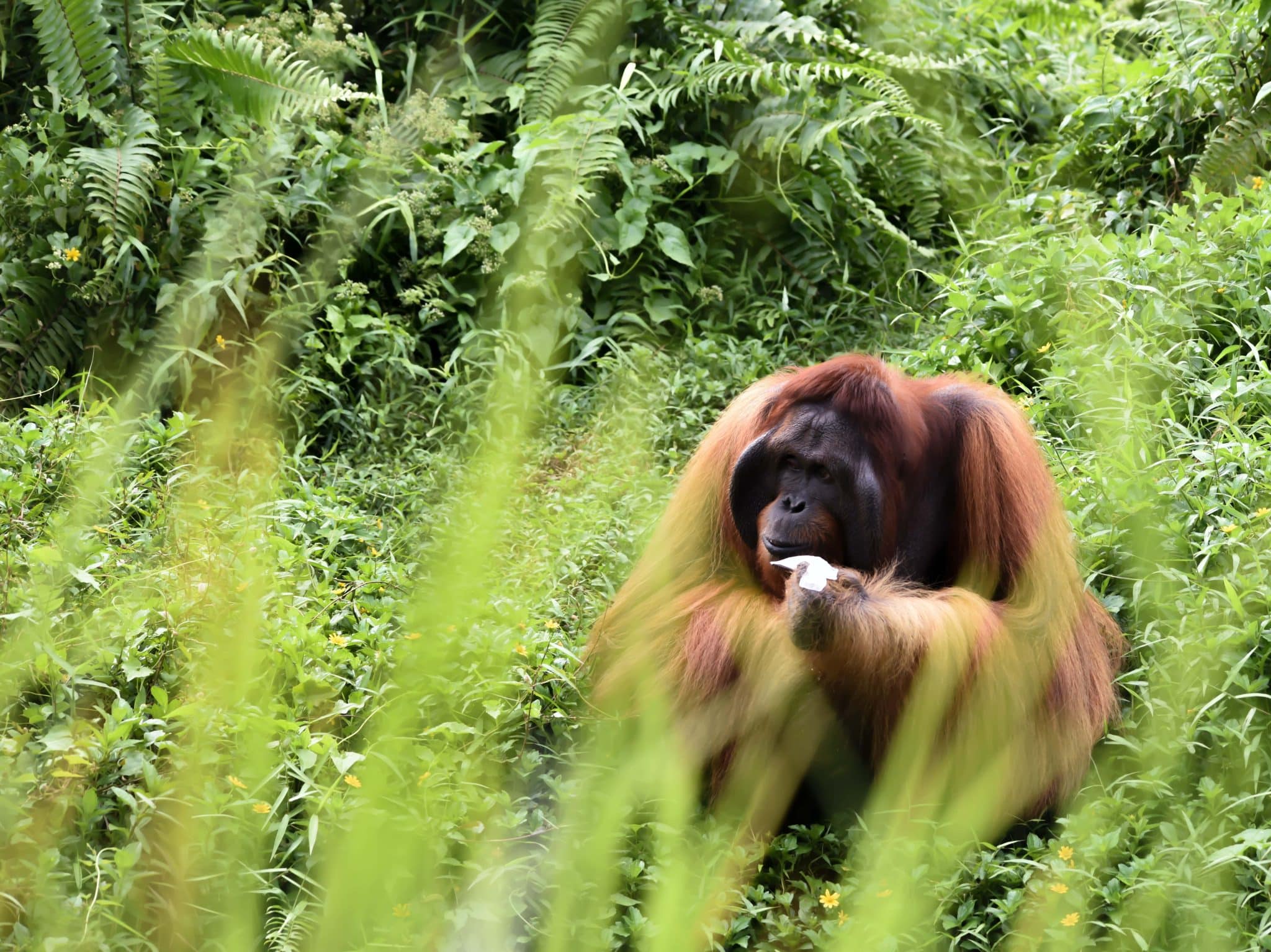 orangutan en Borneo Malasia