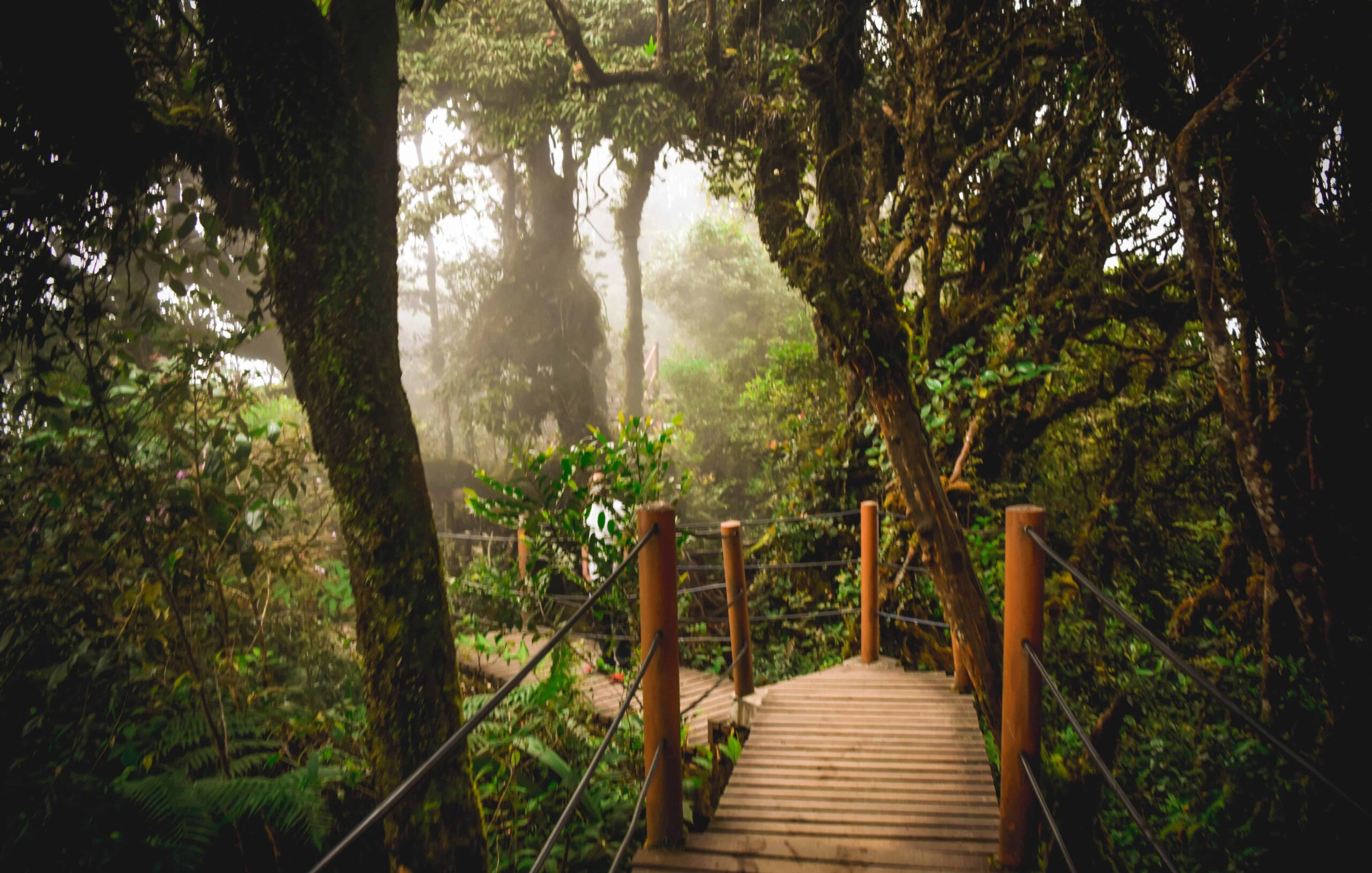 paisaje de selva en la India