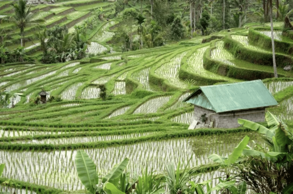 terrazas de arroz en Jatiluwih bali indonesia