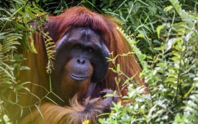 ¿Quieres ver orangutanes en su hábitat natural? Borneo es el mejor lugar para hacerlo