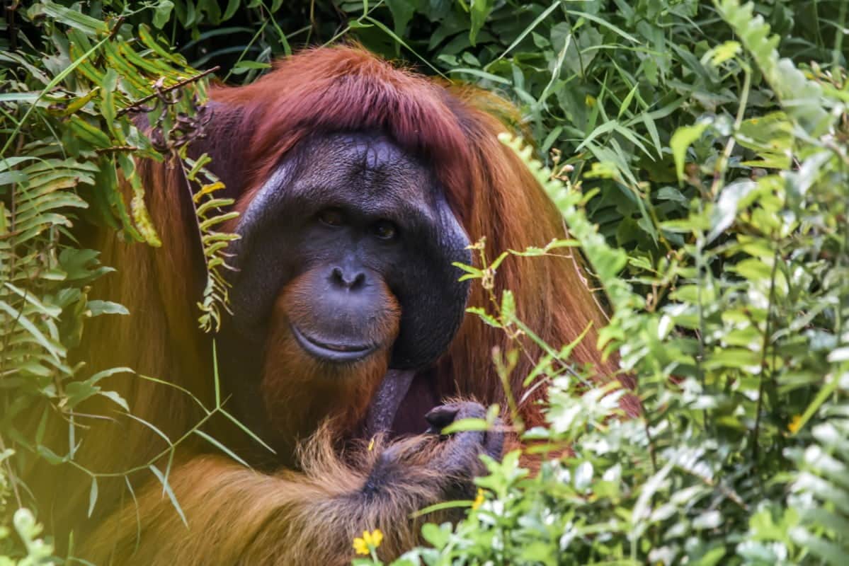 Orangután en selva de Borneo