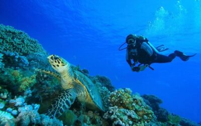 Los 6 mejores lugares de Buceo en Malasia