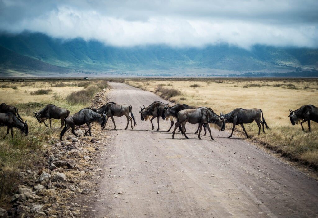 ñus en serengeti Tanzania