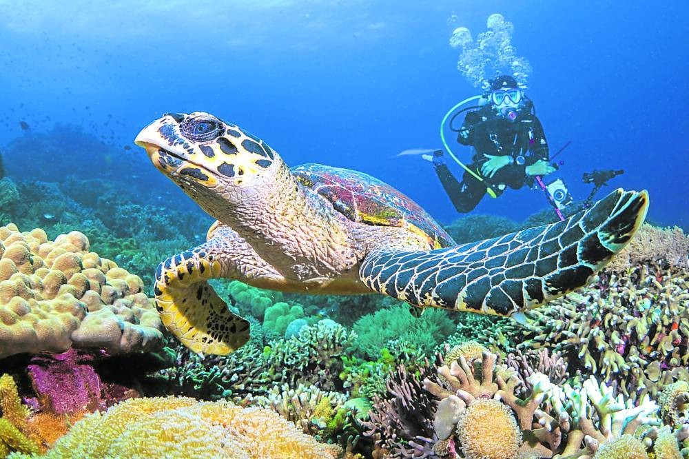 buceo en apo island filipinas