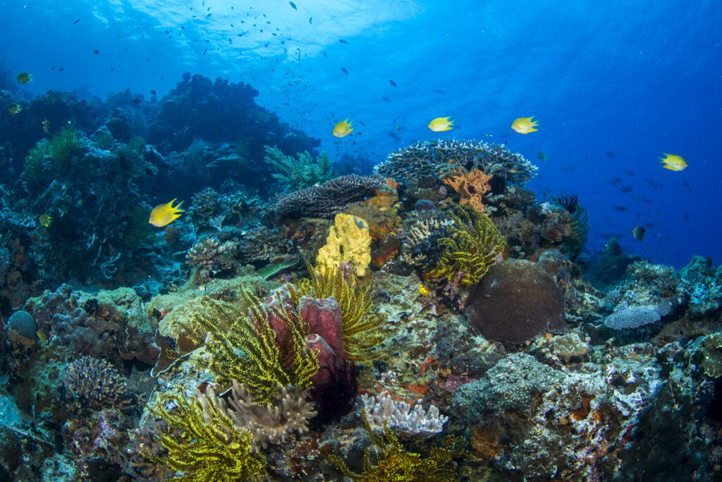 buceo en apo reef filipinas