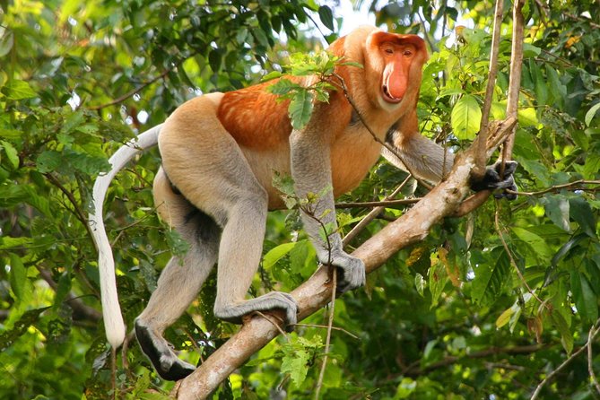 monos narigudos en bako kuching borneo malasia