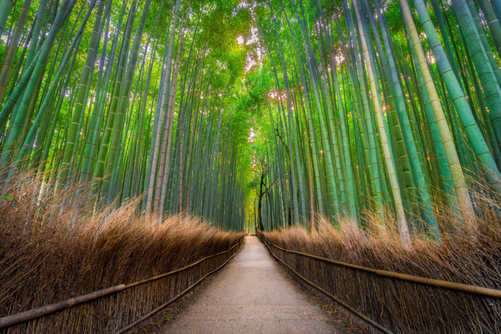 Bosque de Bambú Arashiyama en Kioto, Japón