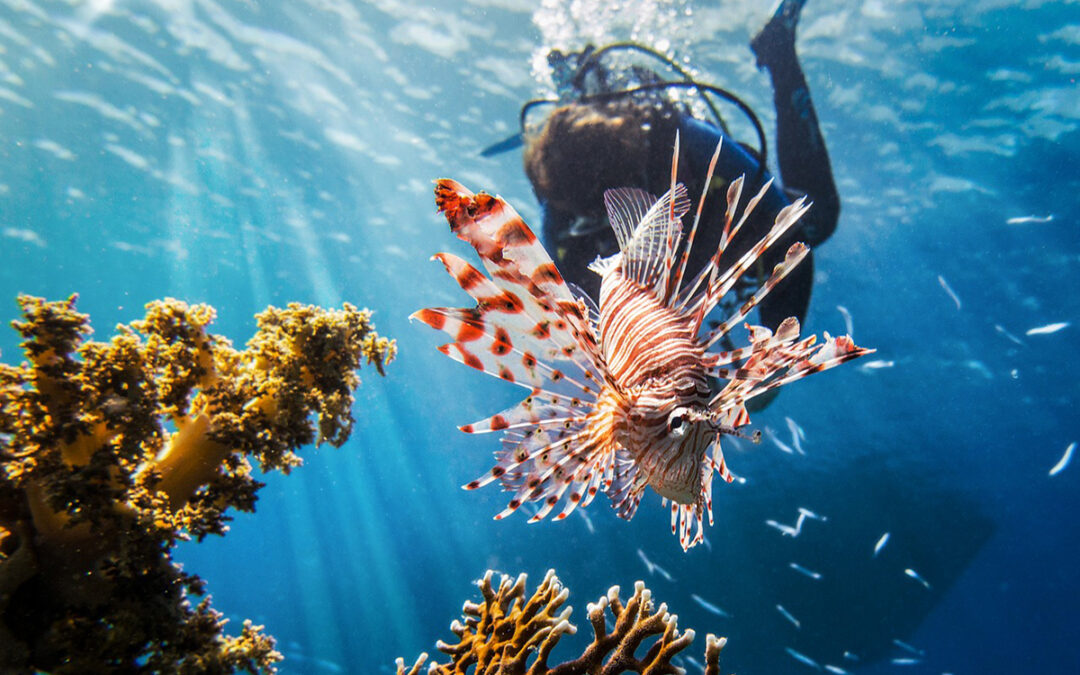 Donde hacer buceo en Bali e Indonesia