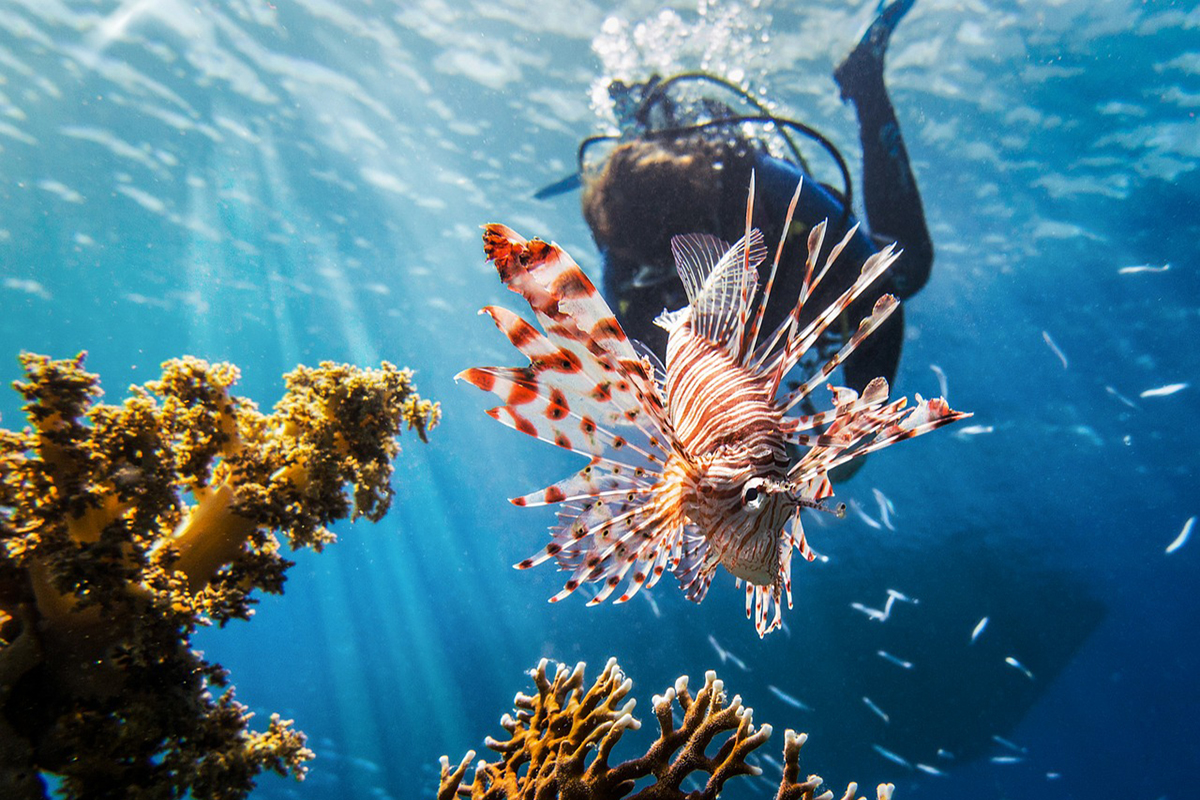 buceo en Sulawesi indonesia