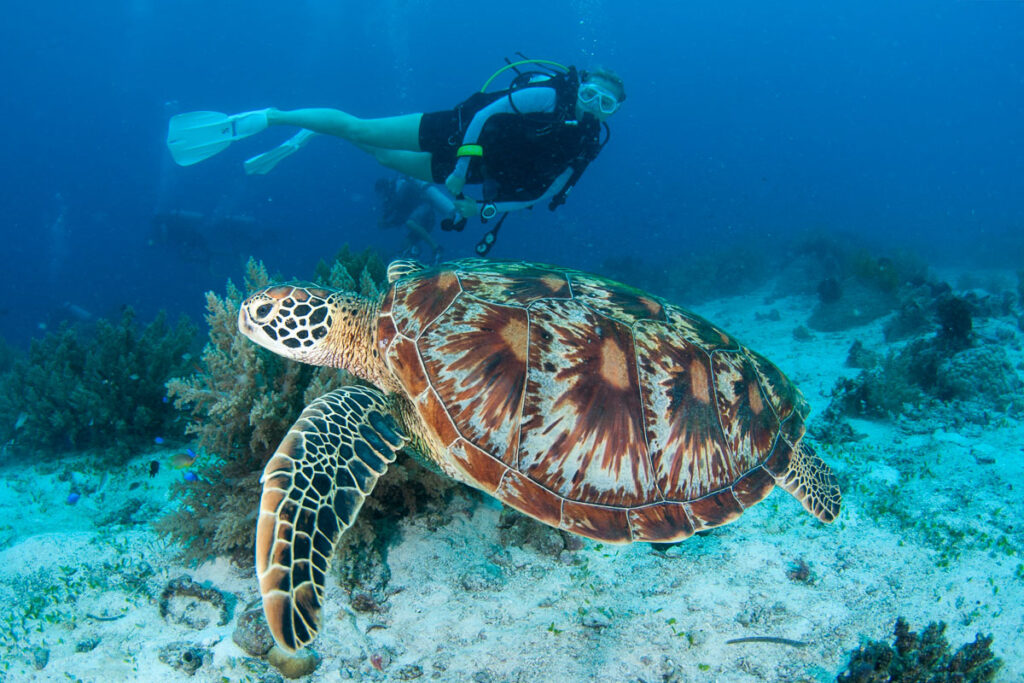 buceo en bohol filipinas