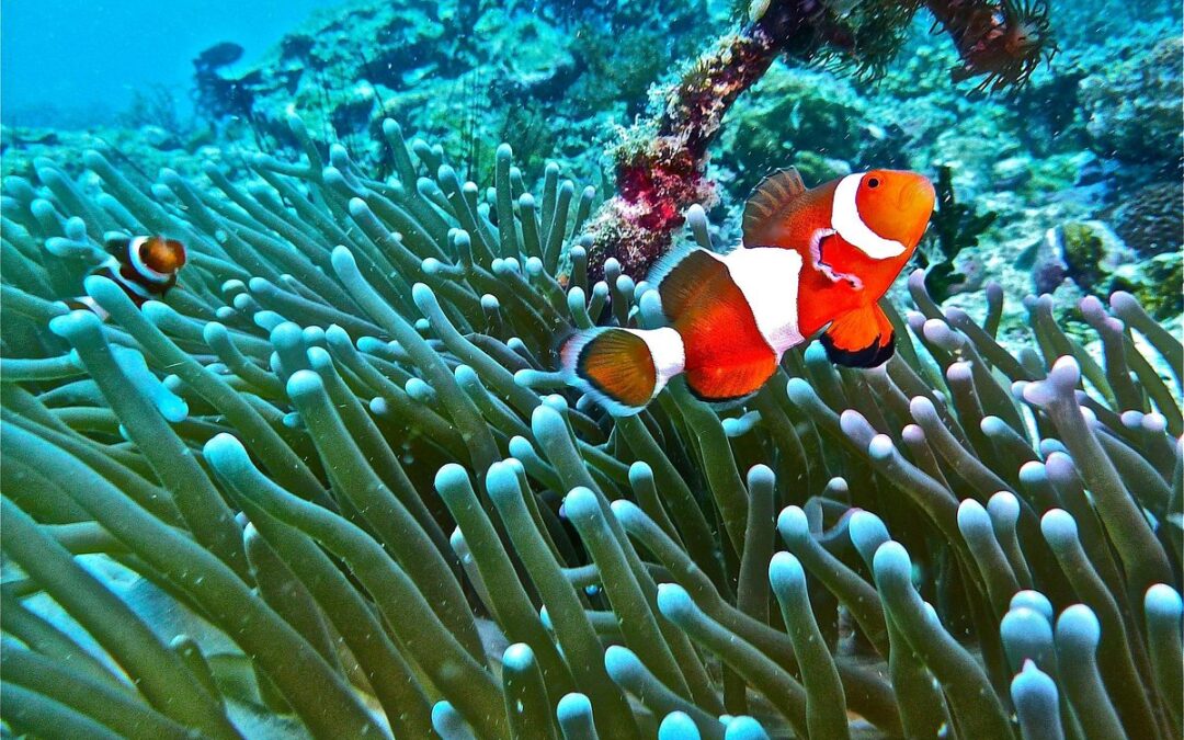 10 mejores sitios de buceo en Filipinas