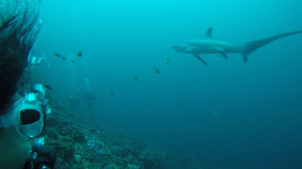 buceo en malapascua filipinas