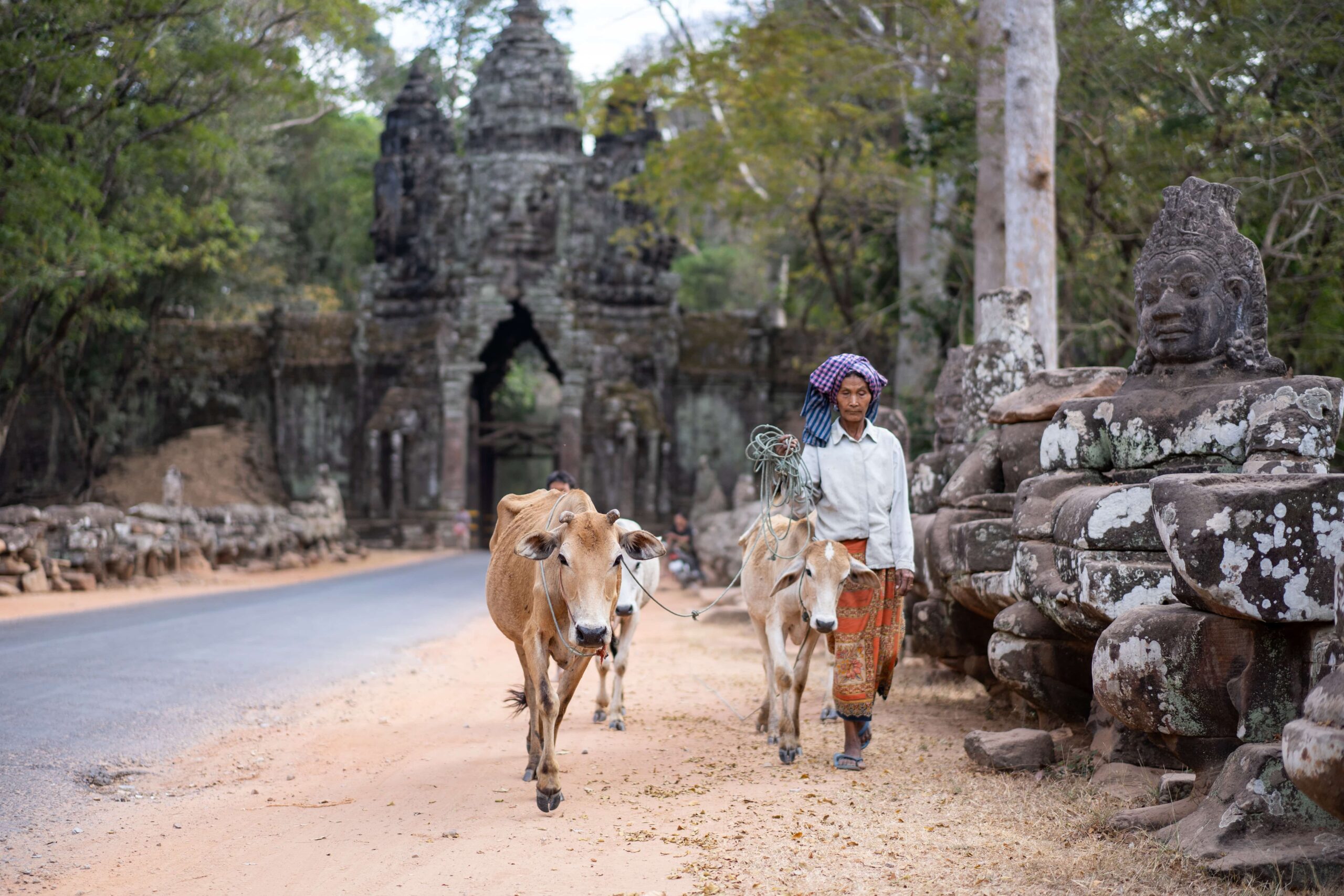 hombre paseando con vaca en Angkor Wat