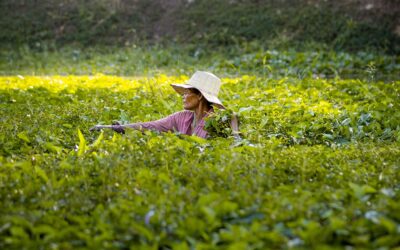 Economía de Camboya: crecimiento sostenido