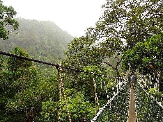 puente colgante en la selva de Taman Negara en Malasia