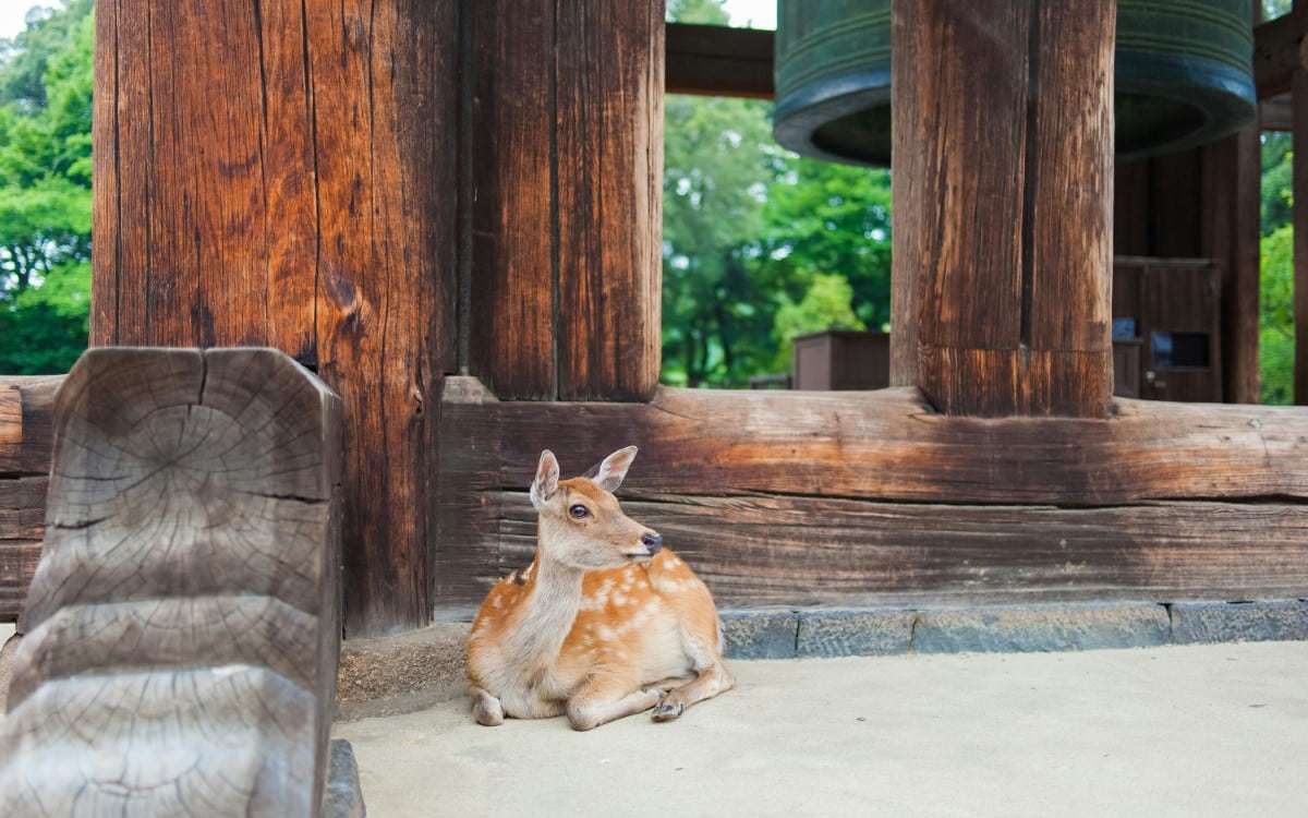 Ciervo tumbado en el Templo Todaiji