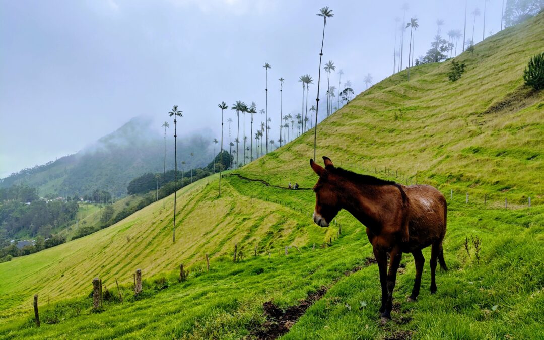 Que ver en el Eje Cafetero en Colombia: guía de viaje