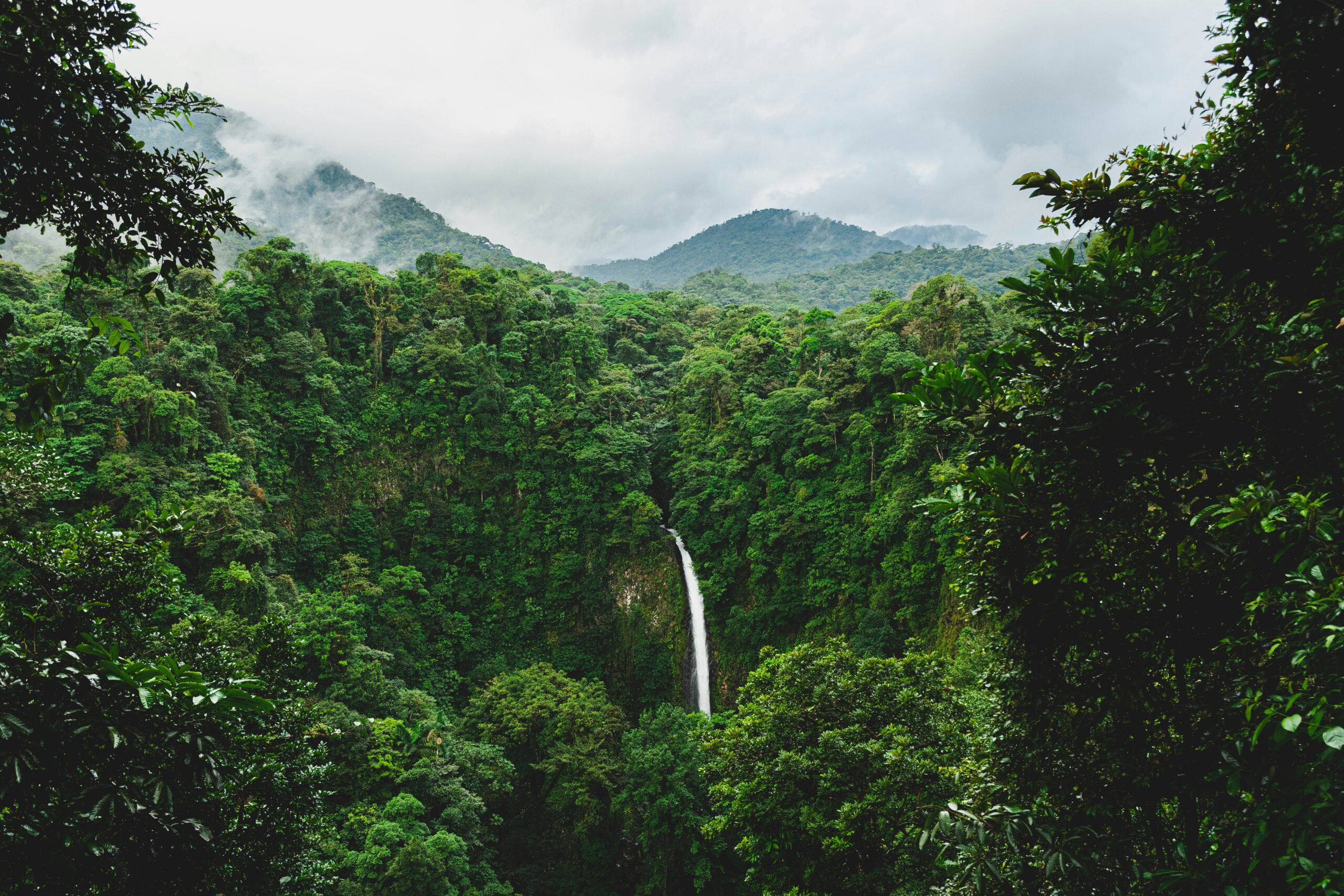 selva en Costa Rica