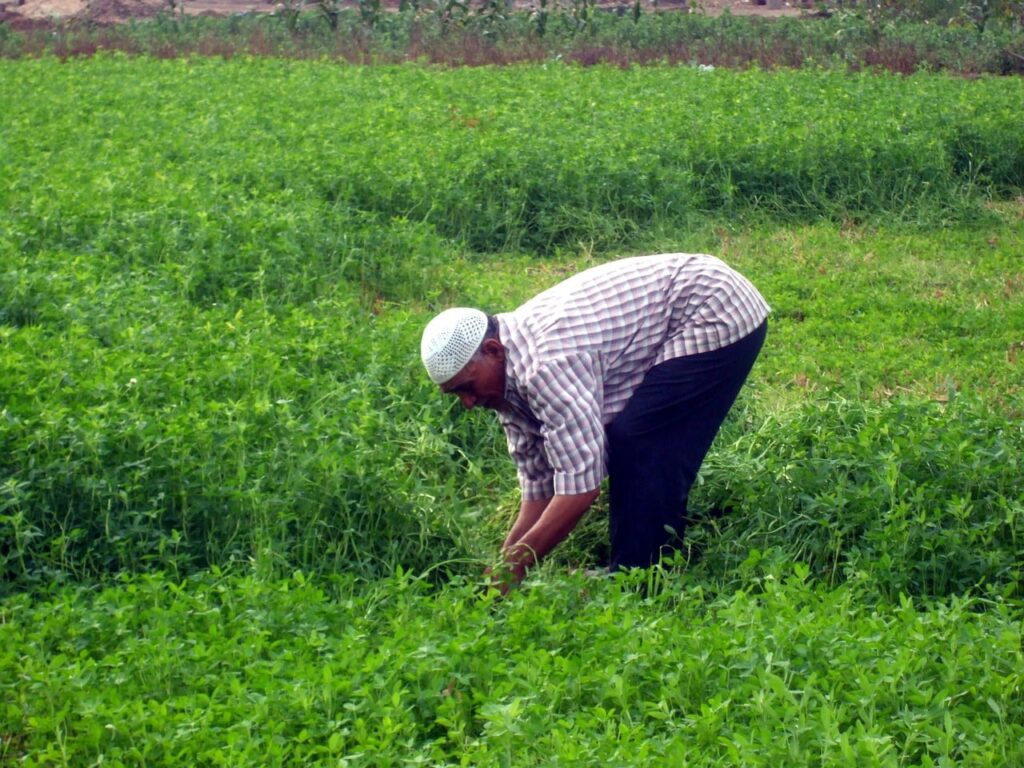 hombre recogiendo cosecha en un campo en Egipto