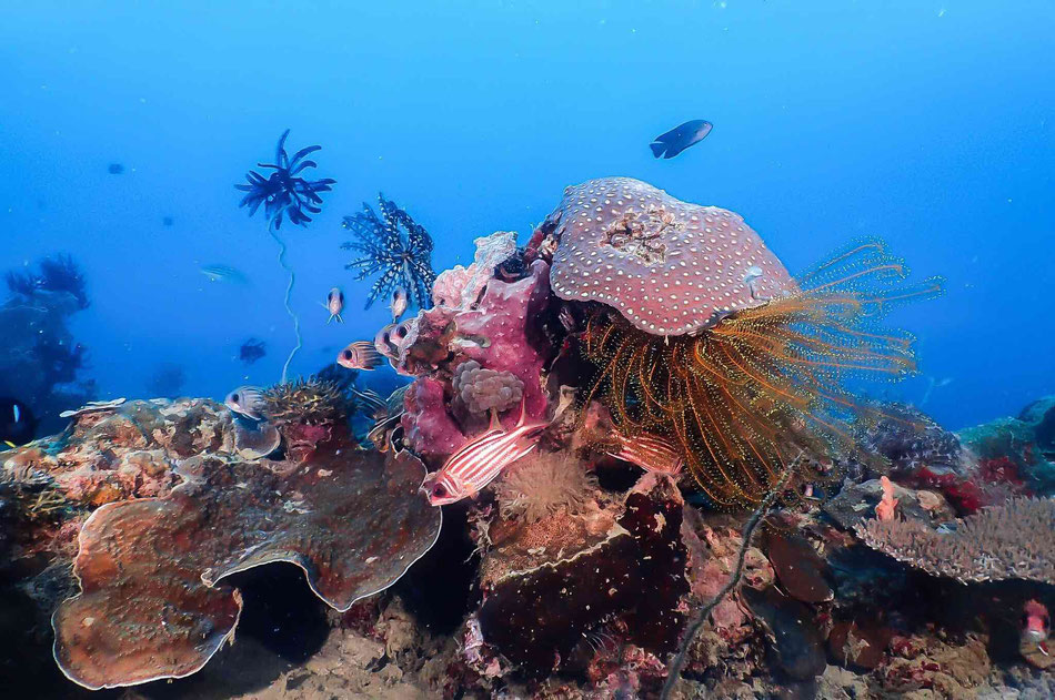 buceo en el nido filipinas