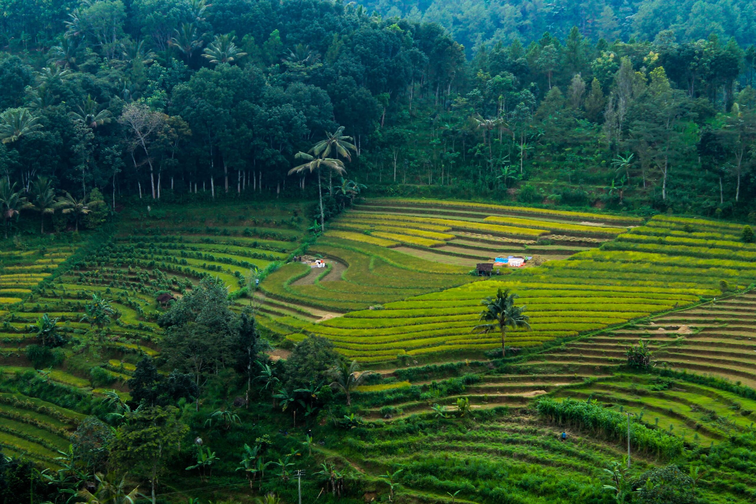 paisaje de terrazas de arroz en Indonesia