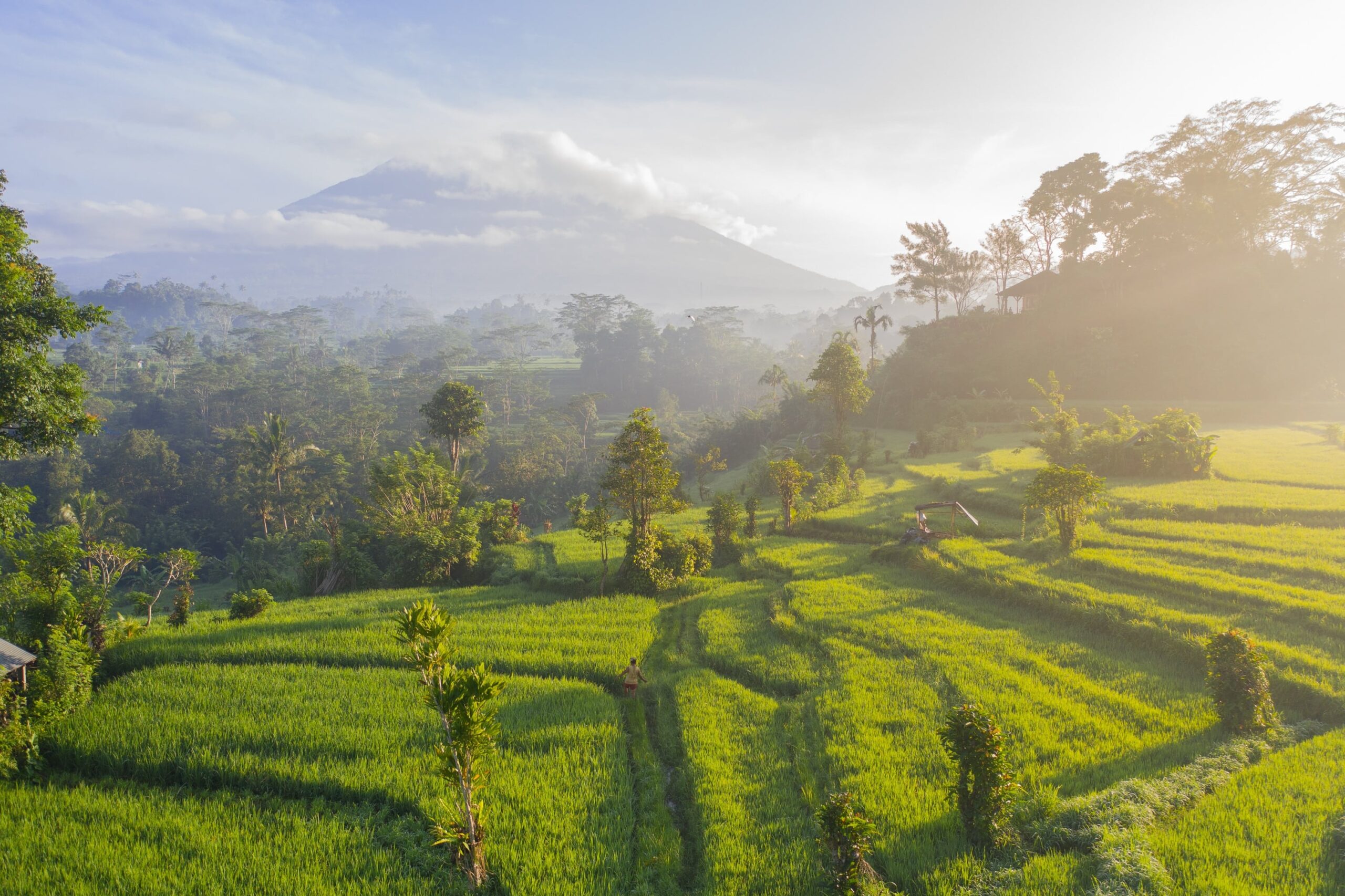 paisaje de terrazas de arroz en Indonesia