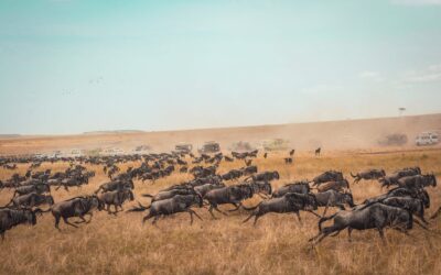 Mejor época para viajar a Kenia