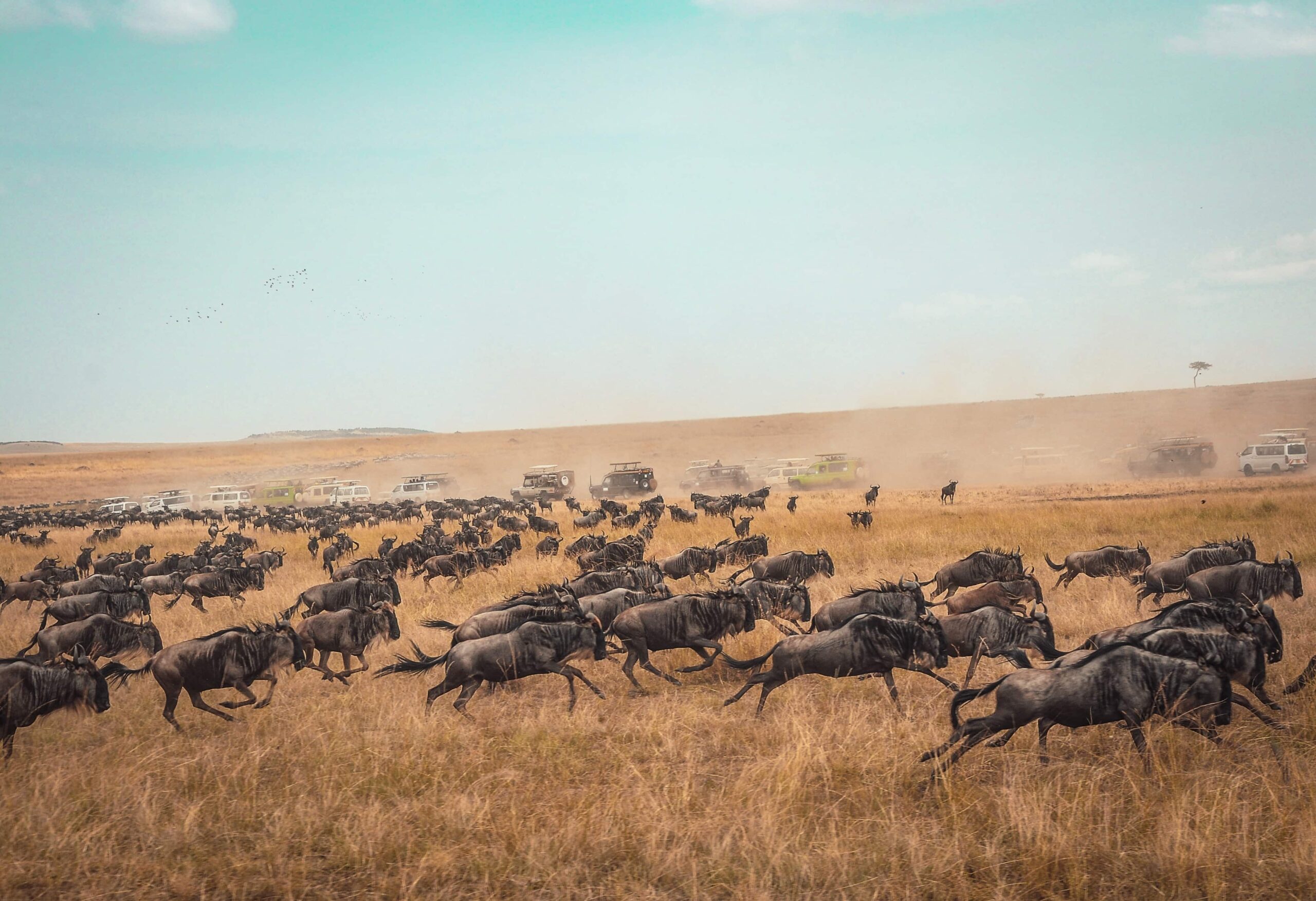 paisaje con estampida de ñus en Kenia