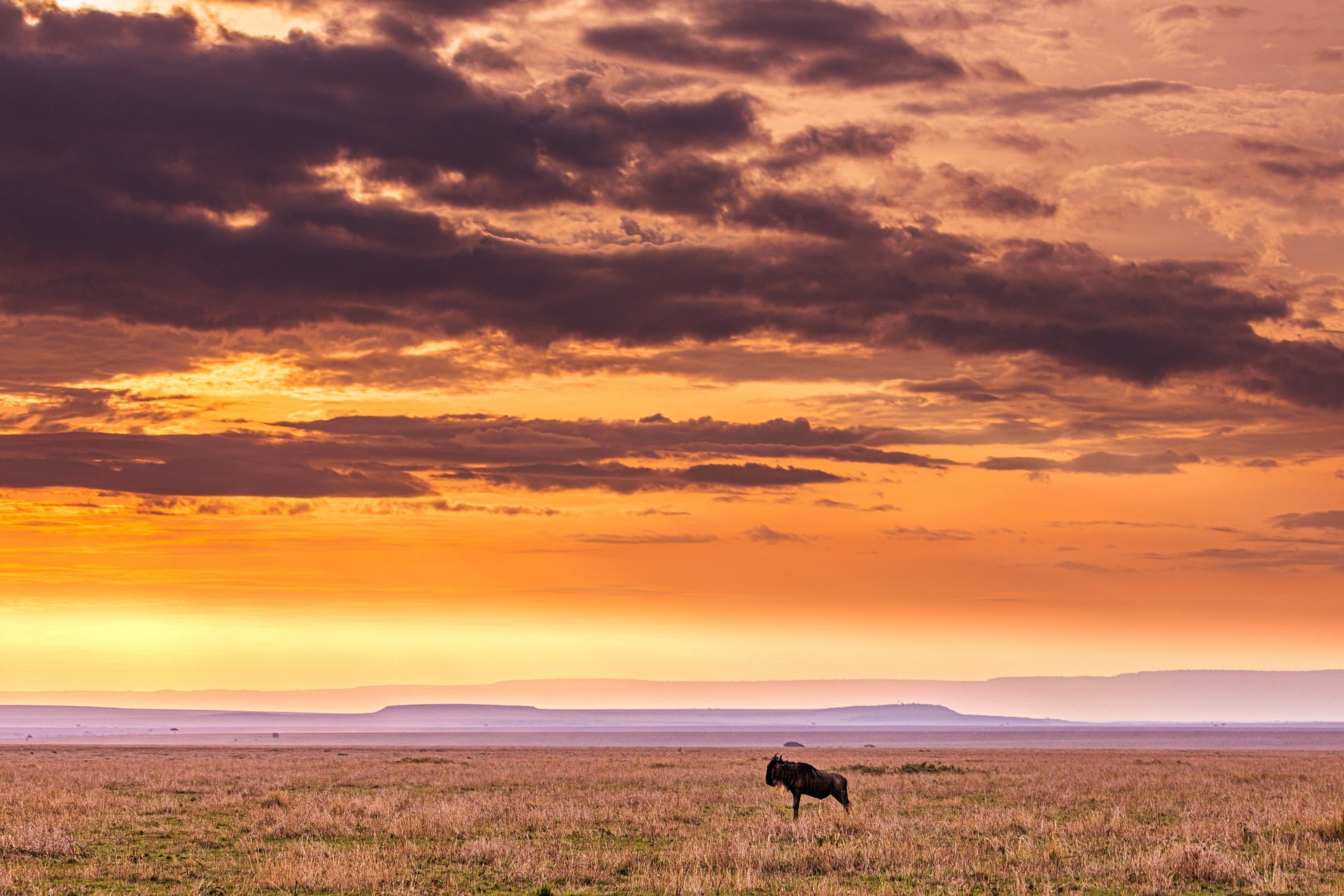 paisaje al atardecer con ñu en Kenia