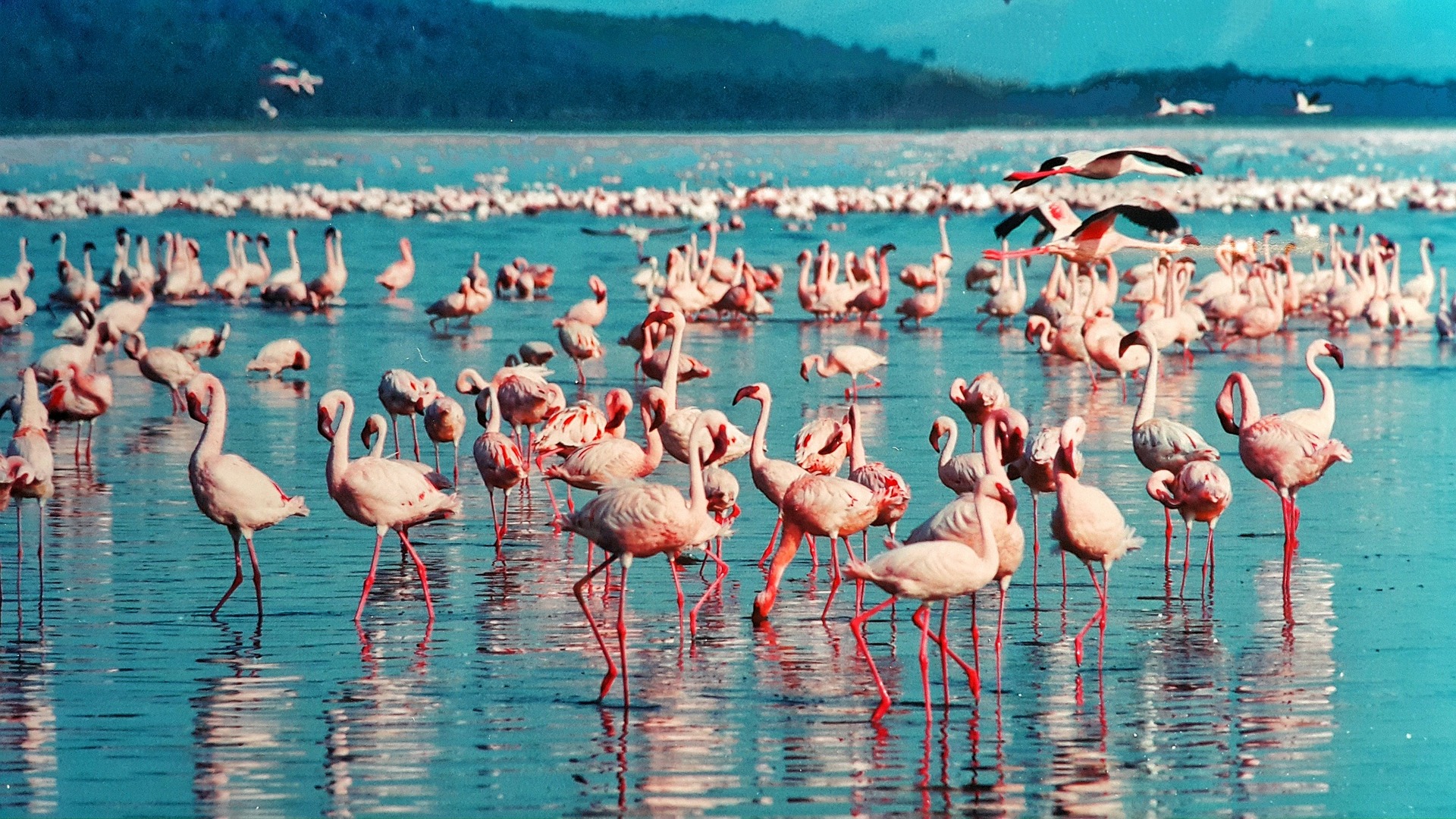 flamencos rosados en Nakuru, Kenia