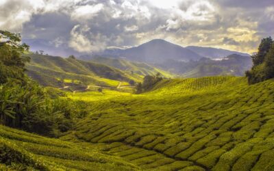 Cameron Highlands: Plantaciones de Té y más