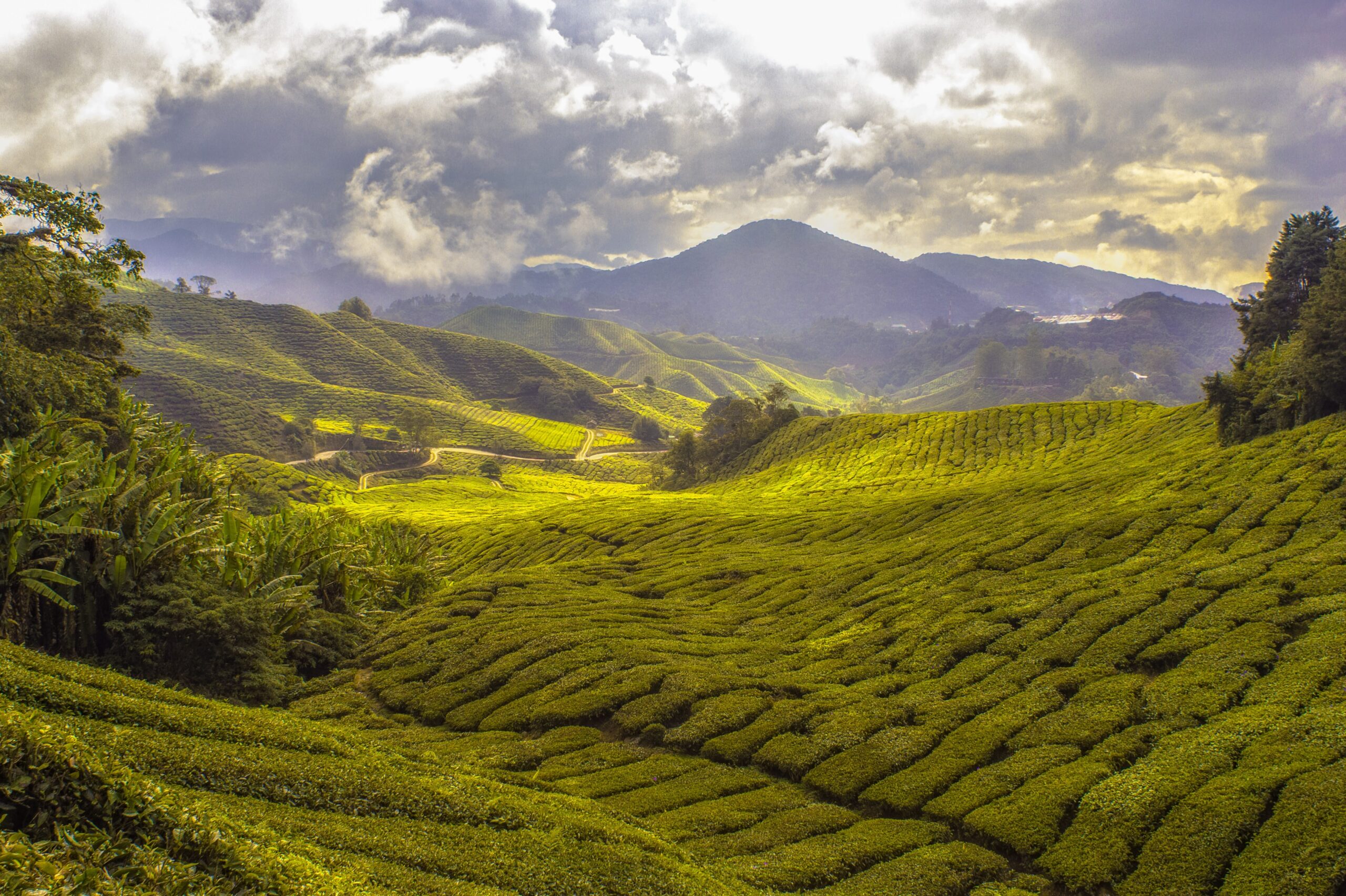 campos de té en la India