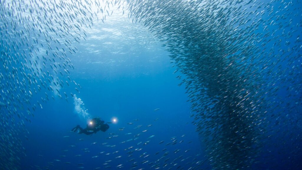 buceo en moalboal filipinas