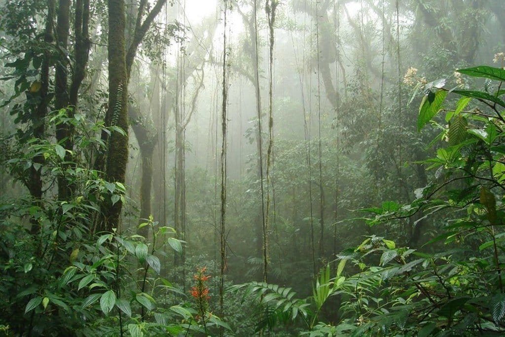 monteverde en costa rica