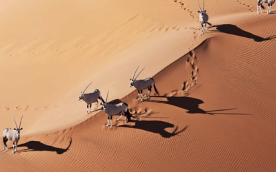 Geografía de Namibia: desierto y costa