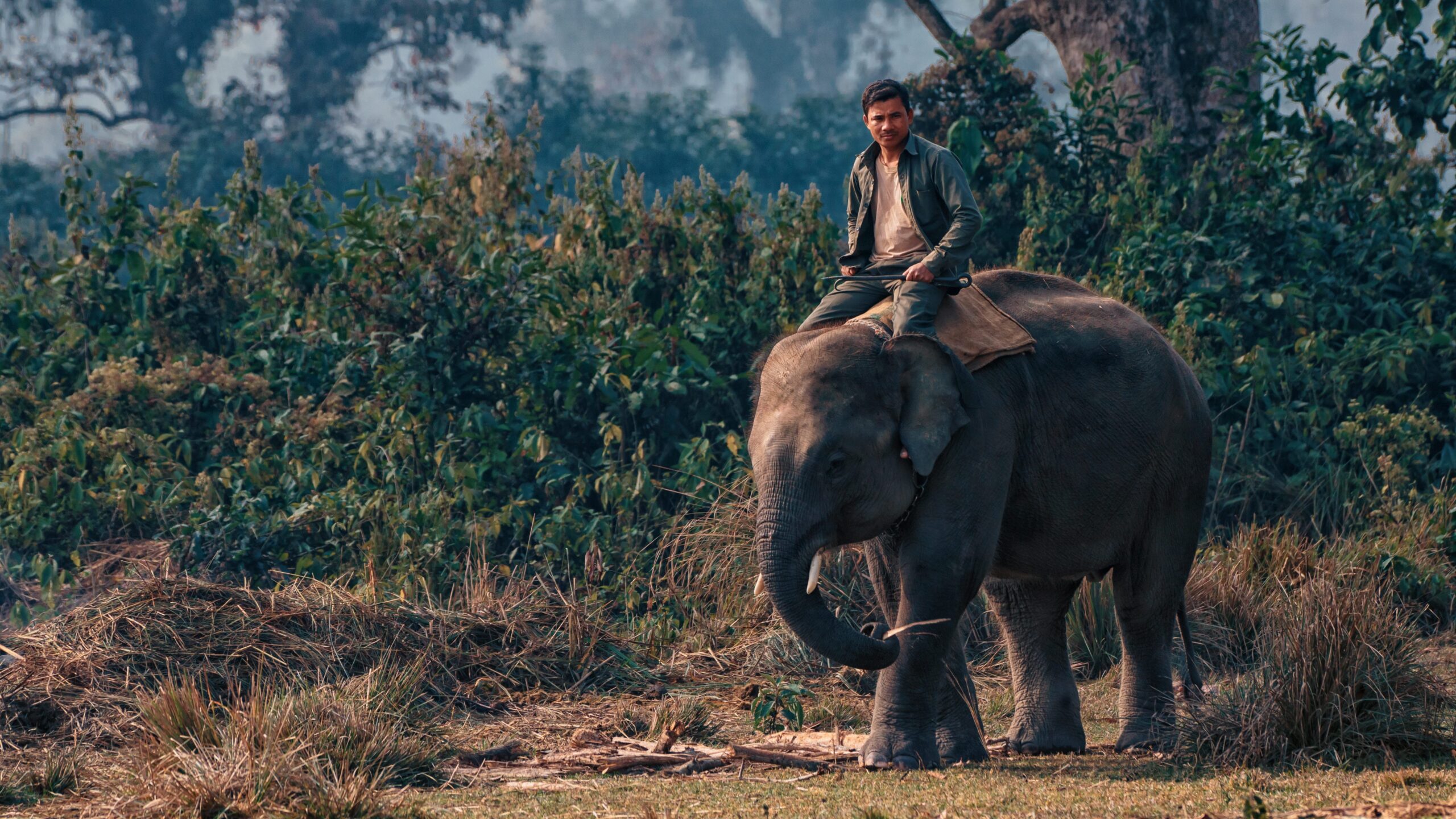 elefante en la selva de Chitwan Nepal