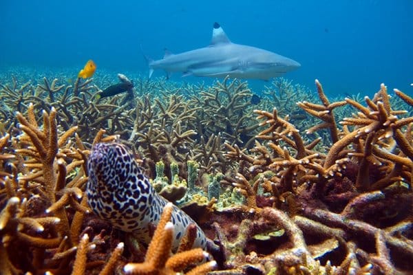 buceo en islas perhentian