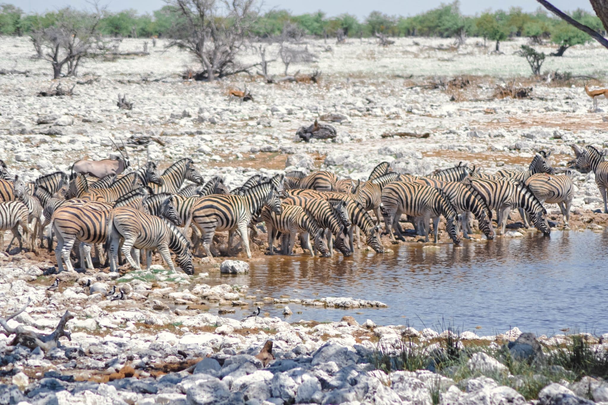 viajar a Namibia, zebras en Etosha