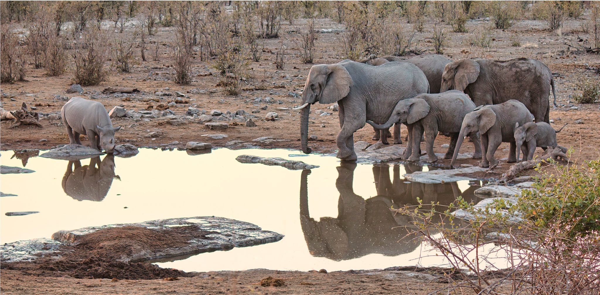 viajar a Namibia, elefantes en Etosha