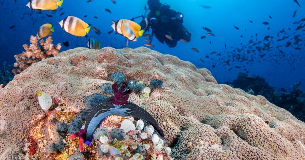 buceo en puerto galera filipinas