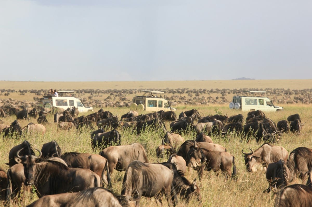 Safari por el Parque Nacional del Serengueti