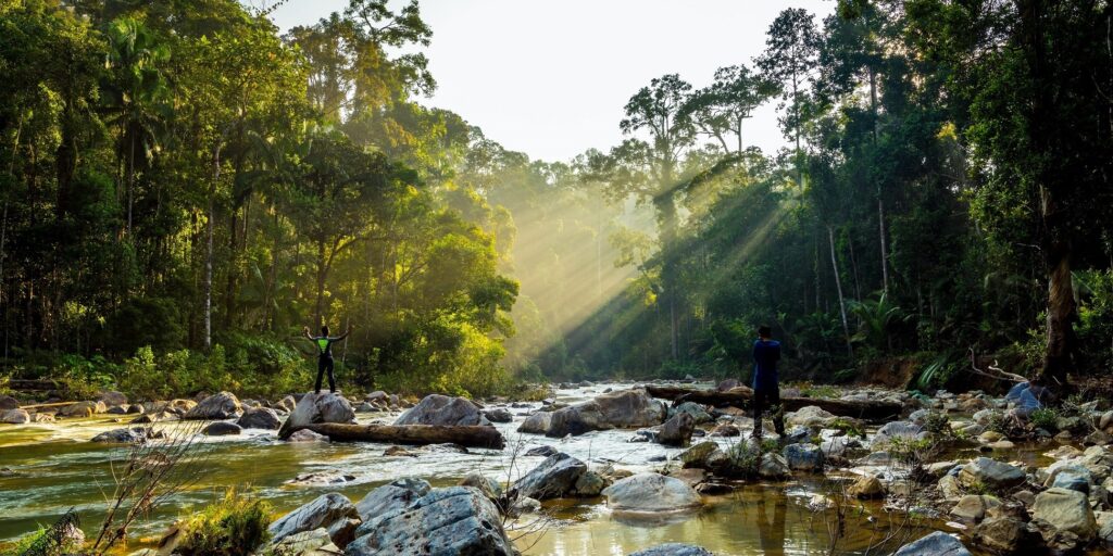 Bosque de Taman Negara en Malasia