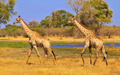 Salud y vacunas para viajar a Tanzania