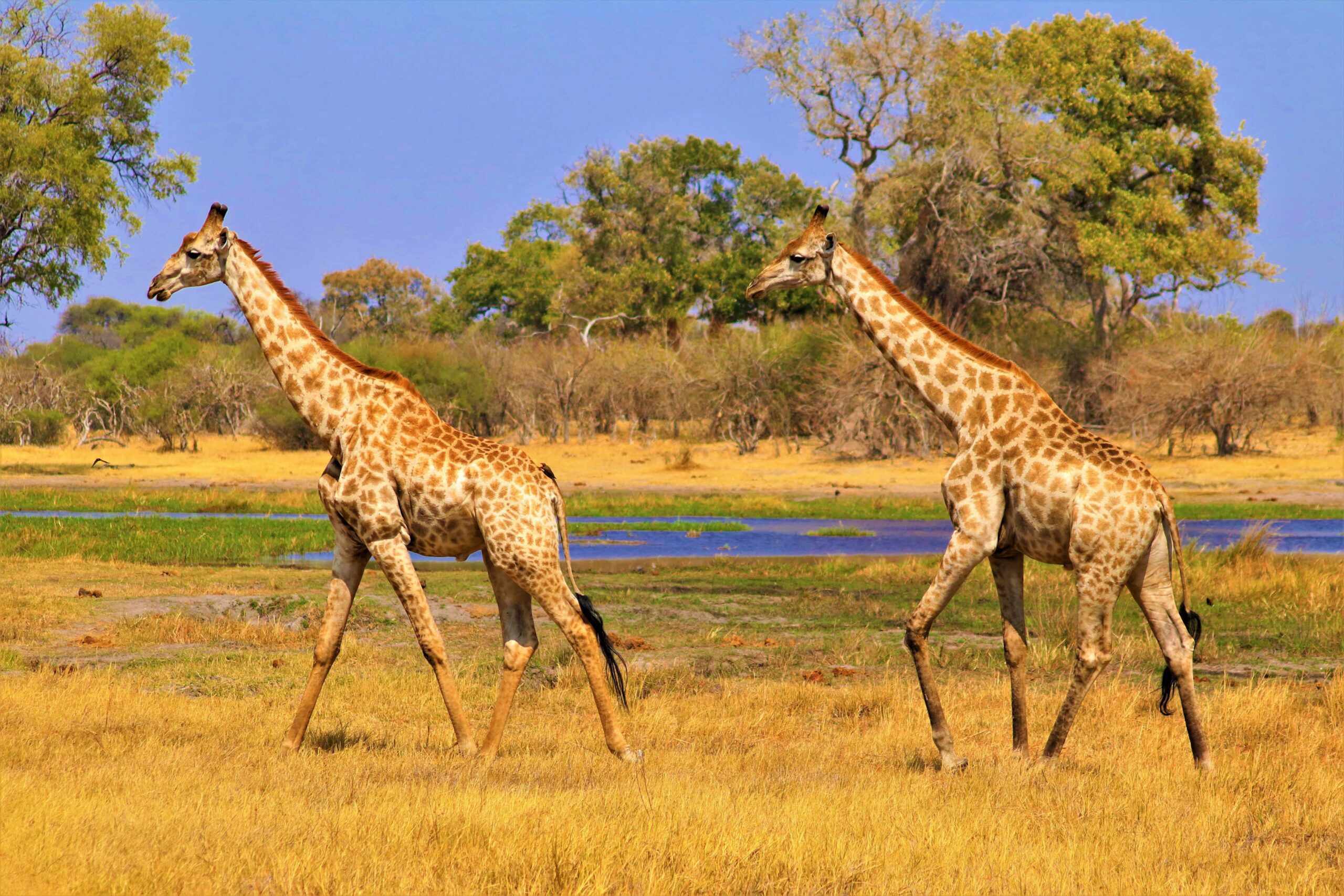 jirafas en Tanzania