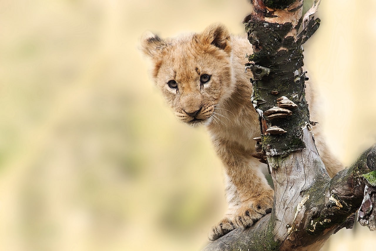 león bebé en Serengeti, Tanzania