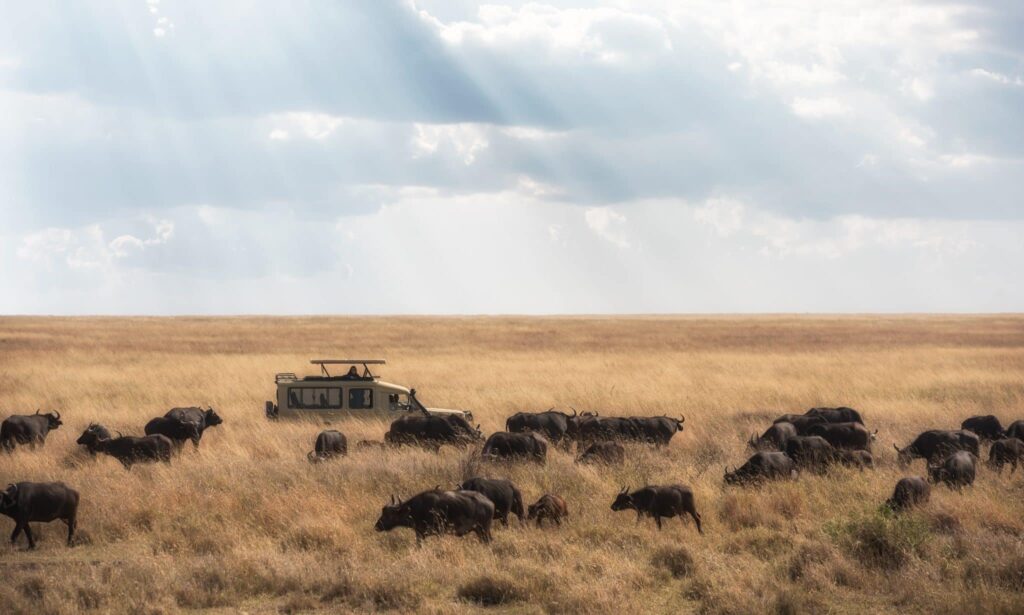 ñus en serengeti Tanzania