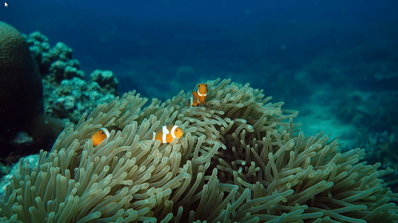 buceo en la isla de tioman malasia